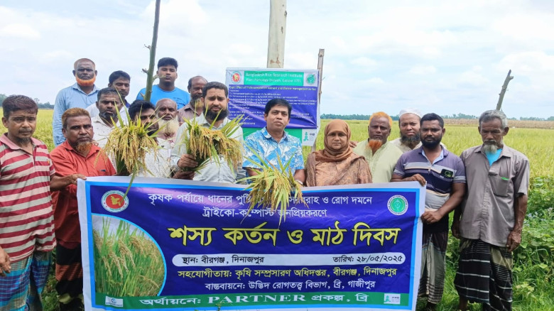 বীরগঞ্জে শস্য কর্তন ও মাঠ দিবস অনুষ্ঠিত