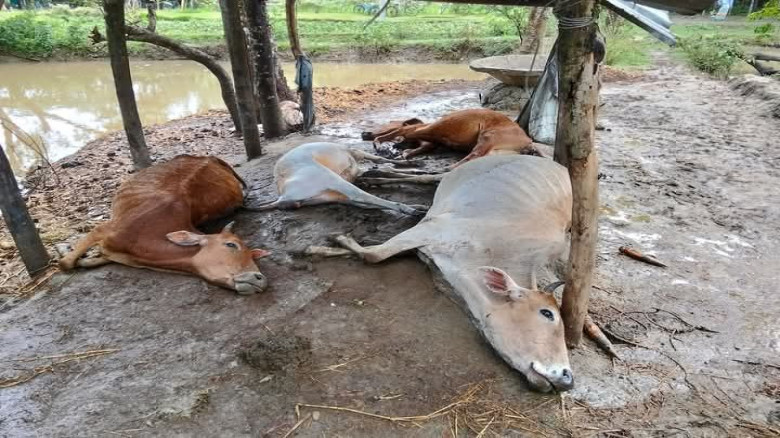 মনপুরায় আচমকা বজ্রপাতে  চারিদিকে কান্নার রোল