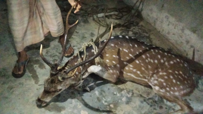 মনপুরার লোকালয় থেকে মায়াবি হরিণ উদ্ধারের পর সংরক্ষিত বনে অ