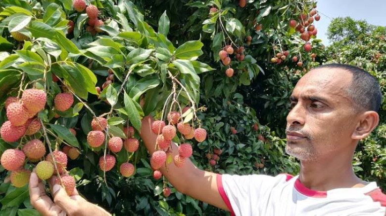 বিগত ২০০ বছর ধরে’ লিচুর আবাদ হচ্ছে কিশোরগঞ্জের  মঙ্গলবাড়িয়ায়