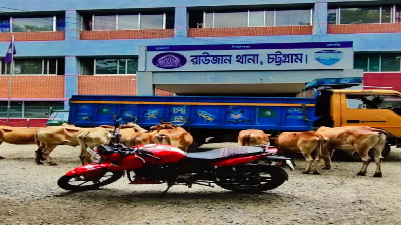 রাউজানে পুলিশের অভিযানে গরু ও ট্রাকসহ ছিনতাইকাজে ব্যবহৃত মোট